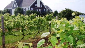 A vineyard with rows of grapevines and a large house in the background. - One-minute walk to a sandy beach. Beachside Haven Cottage awaits. (Belle River)