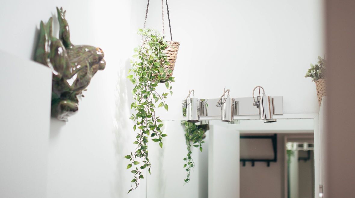 Un baño con espejo, una planta colgante y una decoración de rana en la pared.
