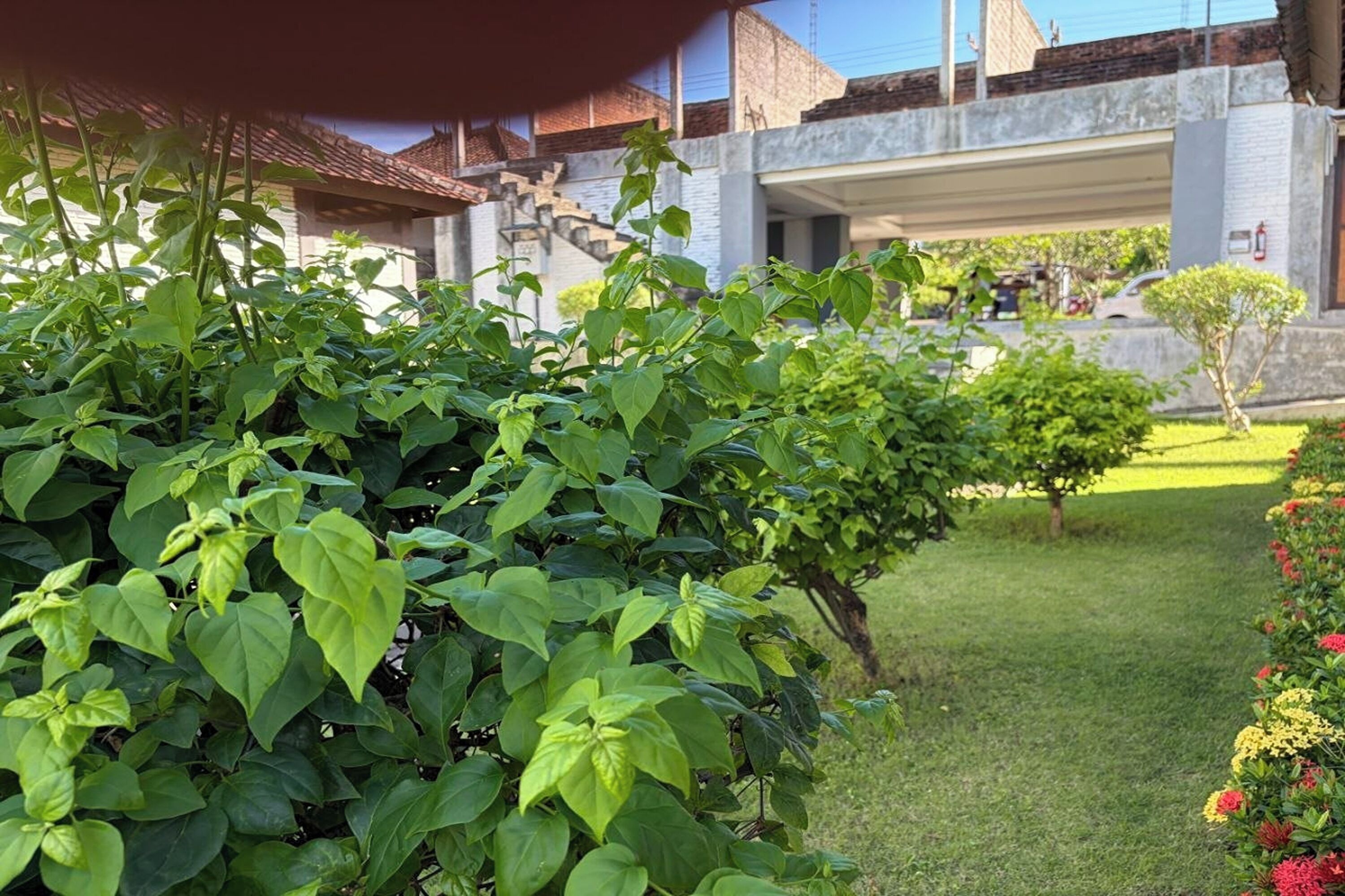 Un jardín con abundante vegetación y un edificio de fachada de hormigón.