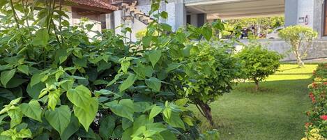 Un jardín con abundante vegetación y un edificio de fachada de hormigón.