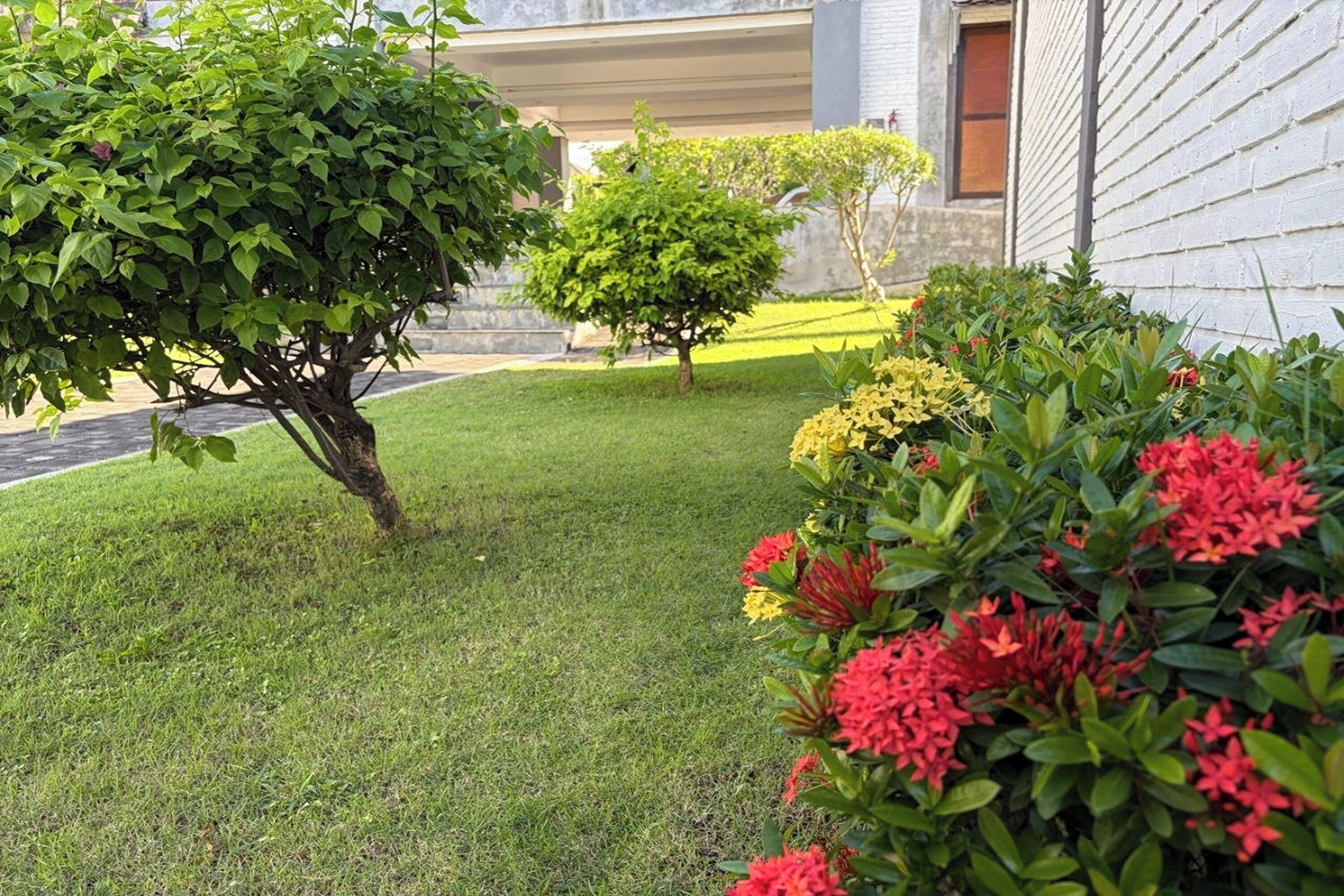 Un césped cuidado con un árbol pequeño y plantas con flores.