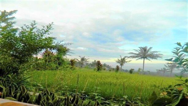A view of a green field with palm trees in the distance, a wooden bench in the foreground, and a clear sky. - Fida Ijen Crater Guesthouse (Banyuwangi)