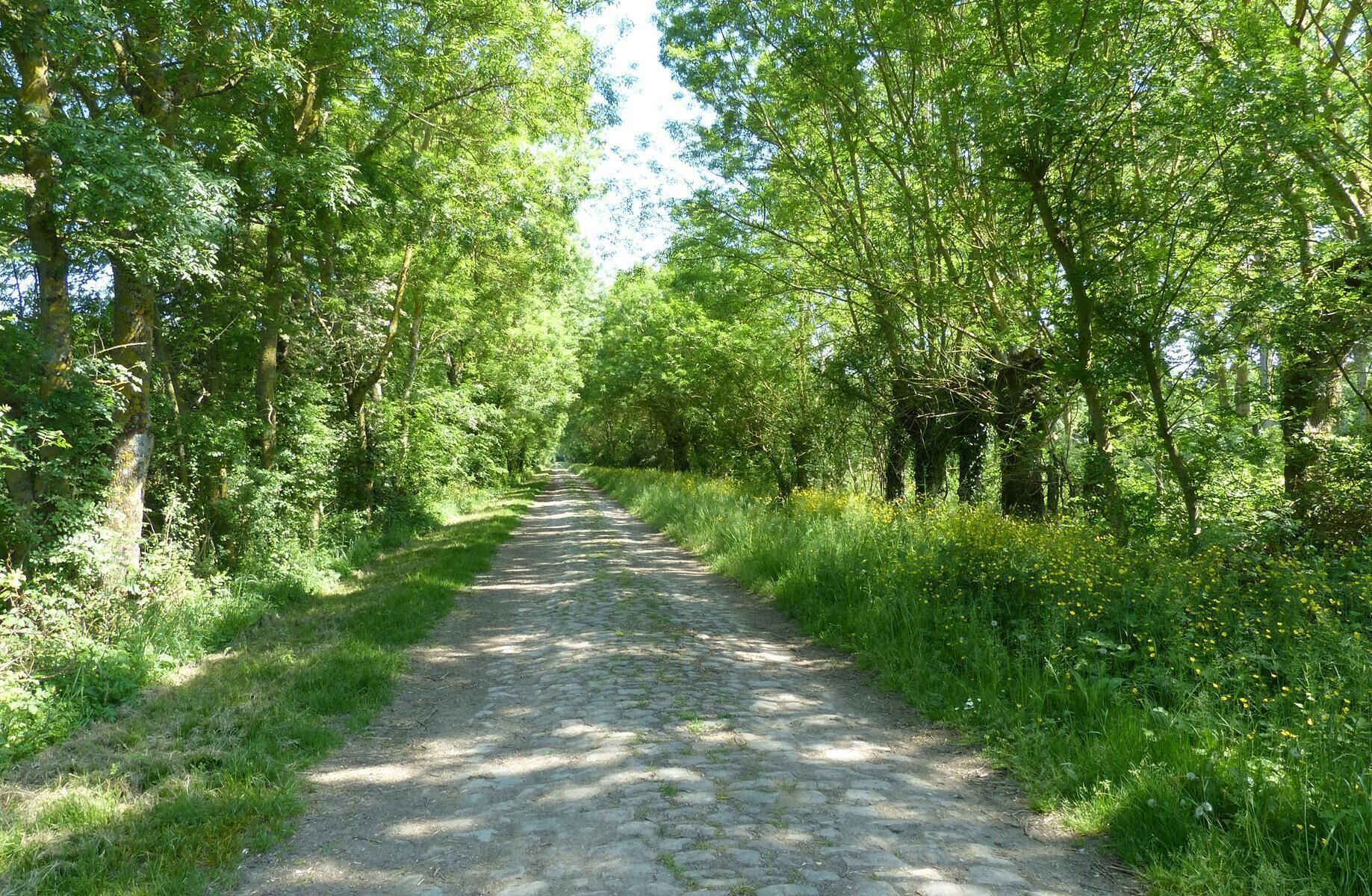 Un sentier pavé, bordé d’une végétation luxuriante et d’arbres.