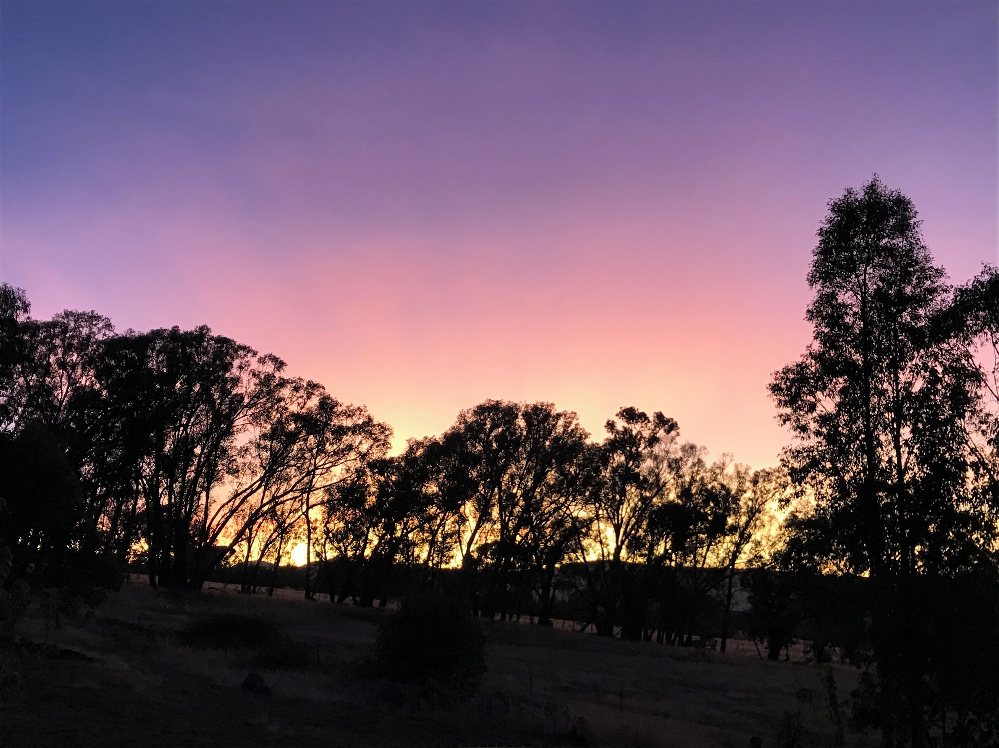 A sunset over a field with trees silhouetted against the sky.
