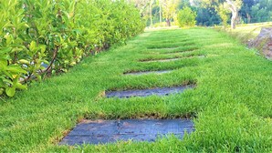 Un chemin de jardin bordé d’herbe verte et d’une haie d’un côté.