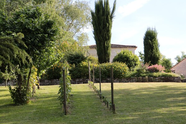 Viñedo con hileras de vides sostenidas por estacas de madera, un muro de piedra y un edificio con tejado de tejas al fondo.