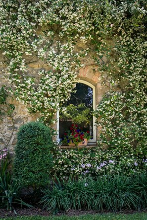 A stone wall with a window framed by climbing plants.