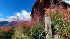 A rustic wooden cabin with a thatched roof, surrounded by lush greenery and vibrant wildflowers.