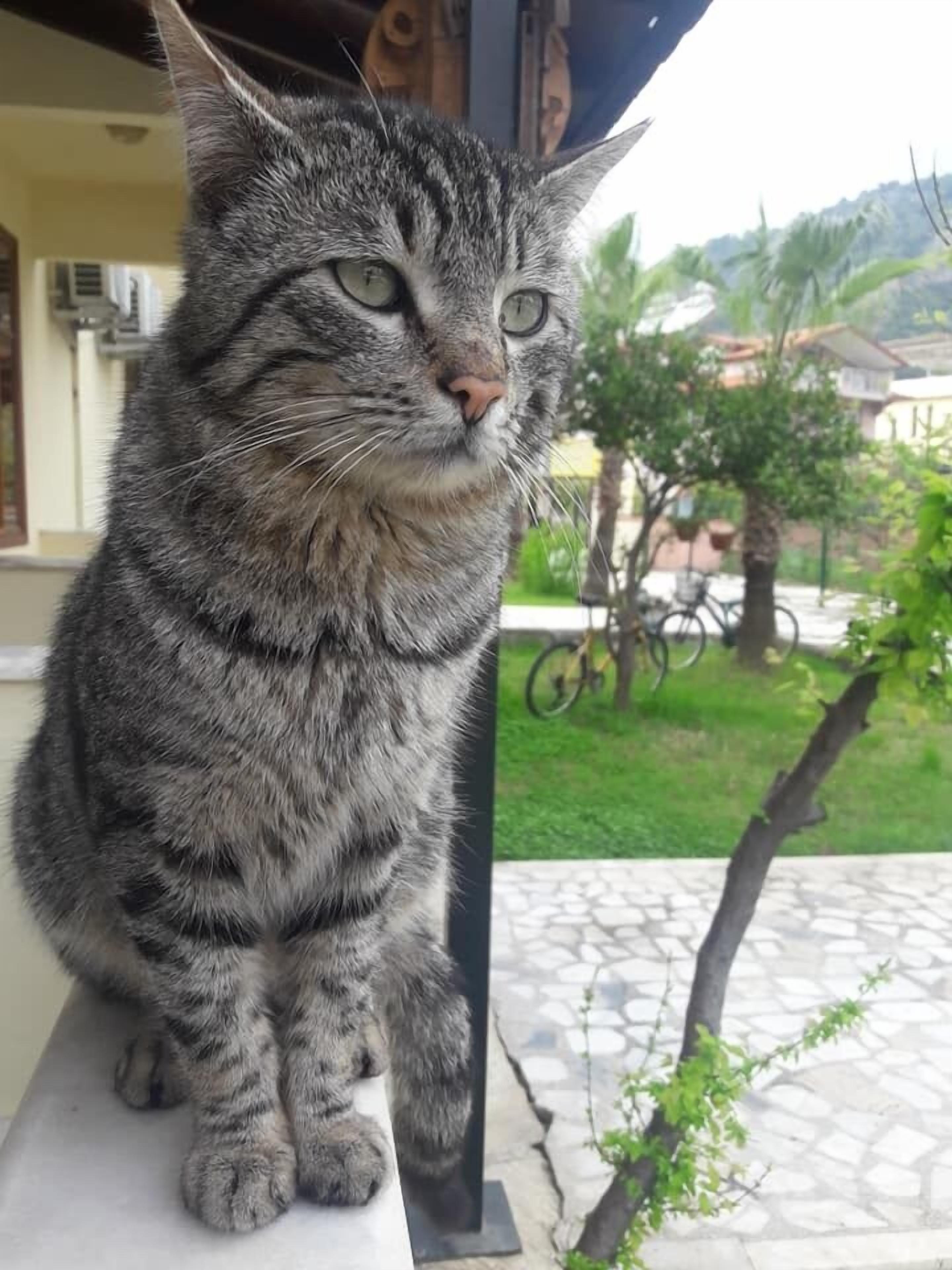 A tabby cat sitting on a balcony with a view of a garden and bicycles.