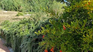 A garden with a variety of plants and a bench. - Villa for groups and families, with Private Pool in Monteverdi Marittimo (Monteverdi Marittimo)