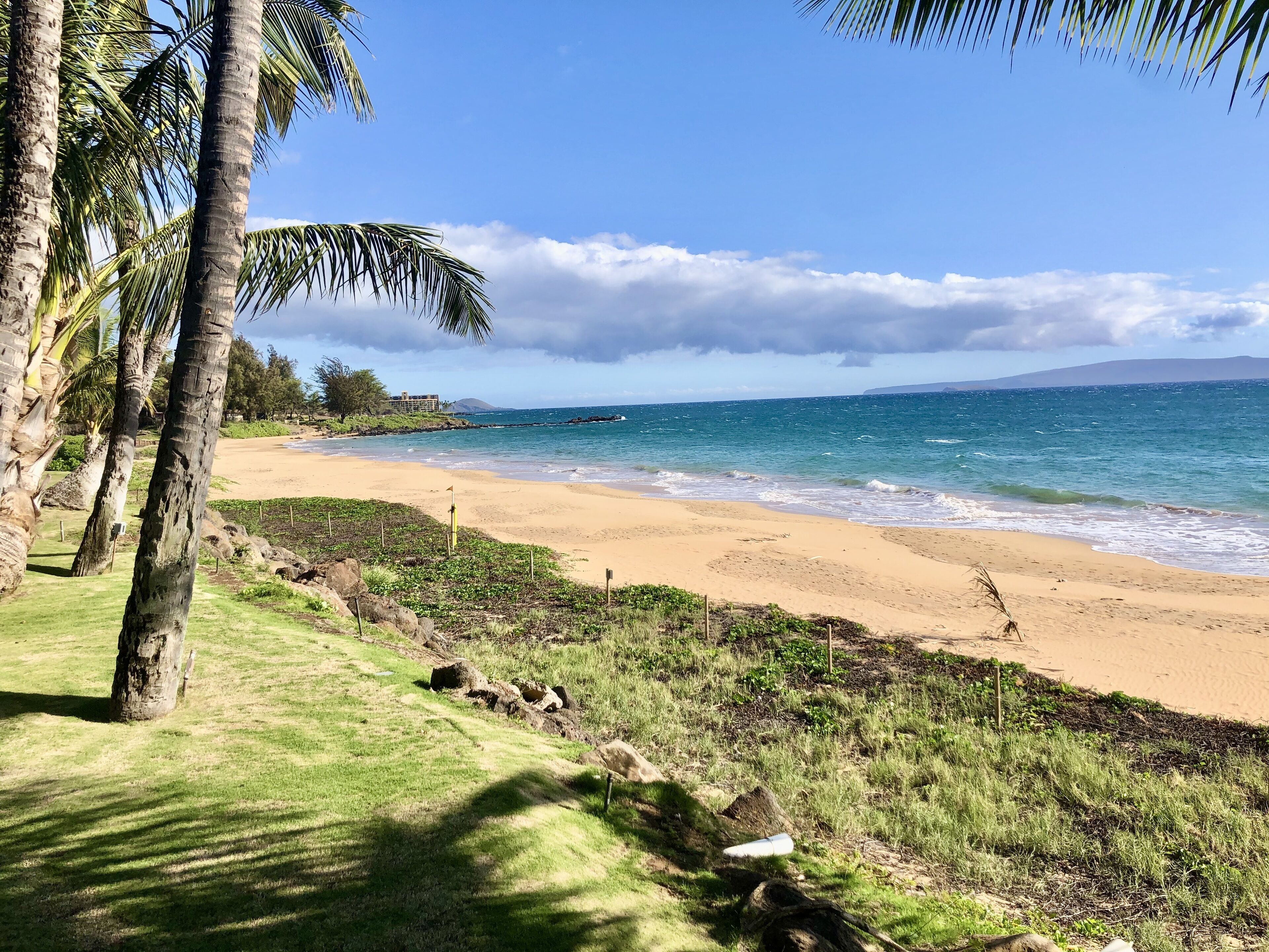 A beach with palm trees, a sandy shore, and a view of the ocean.