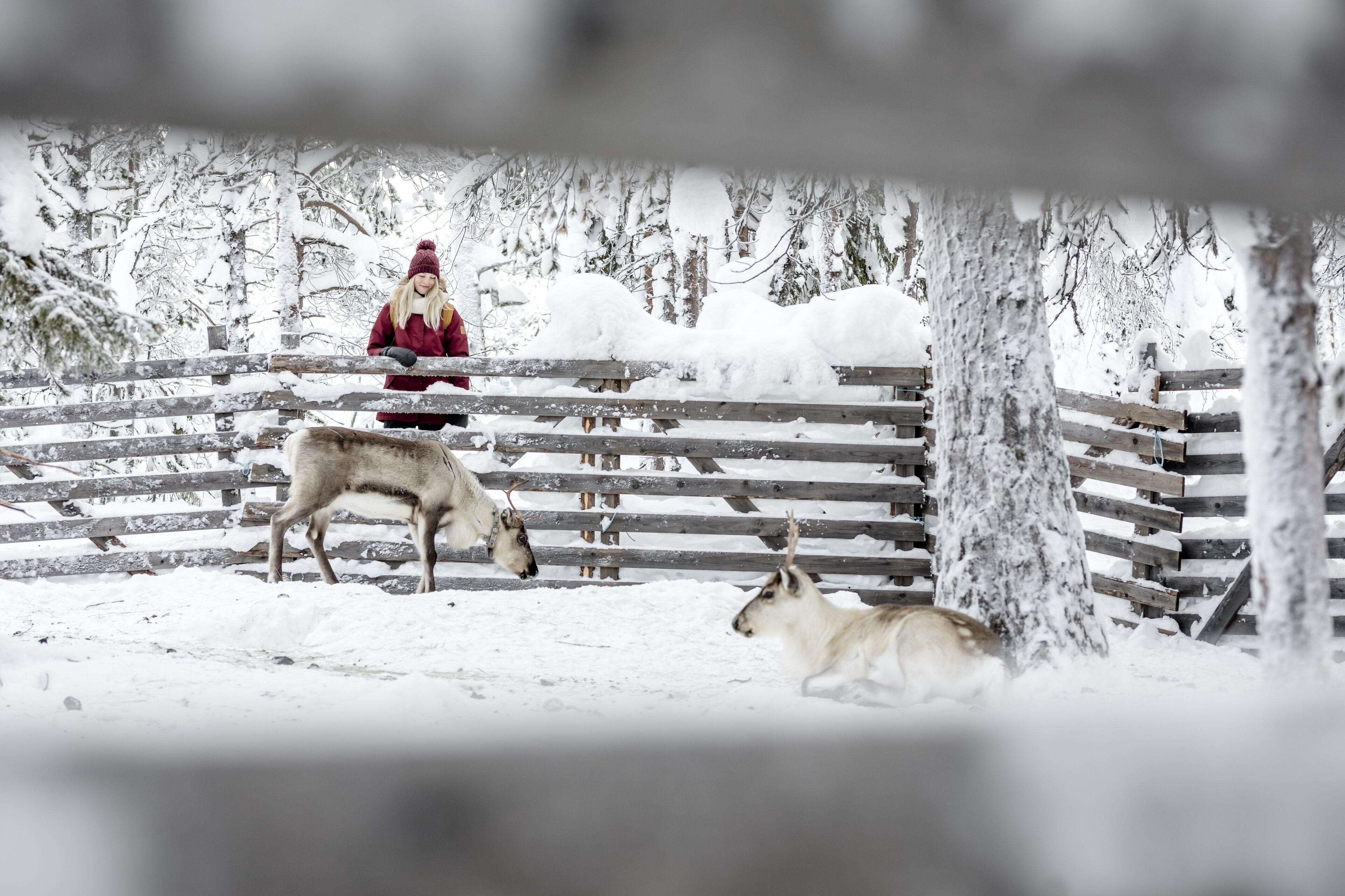 A snowy outdoor scene with a wooden fence, a person in a red coat, and two horses.