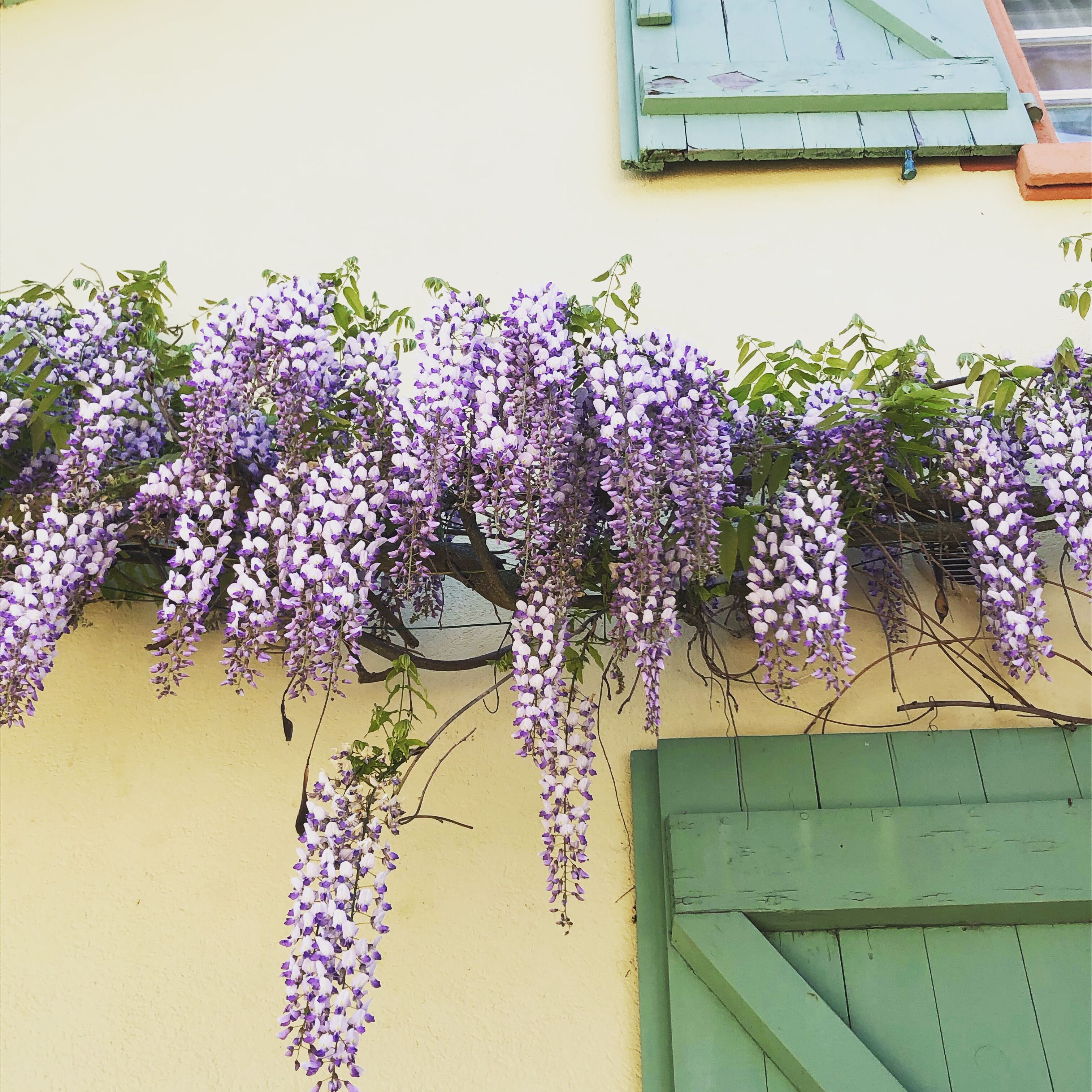 A building with a green door and a wall covered in purple flowers.