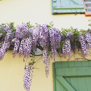 Un edificio con una puerta verde y una pared cubierta de flores moradas.