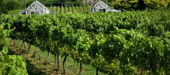 305inthevines