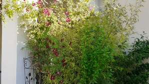 Un jardin agrémenté de diverses plantes et fleurs, une porte en métal et un bac à fleurs recouvert de carreaux.