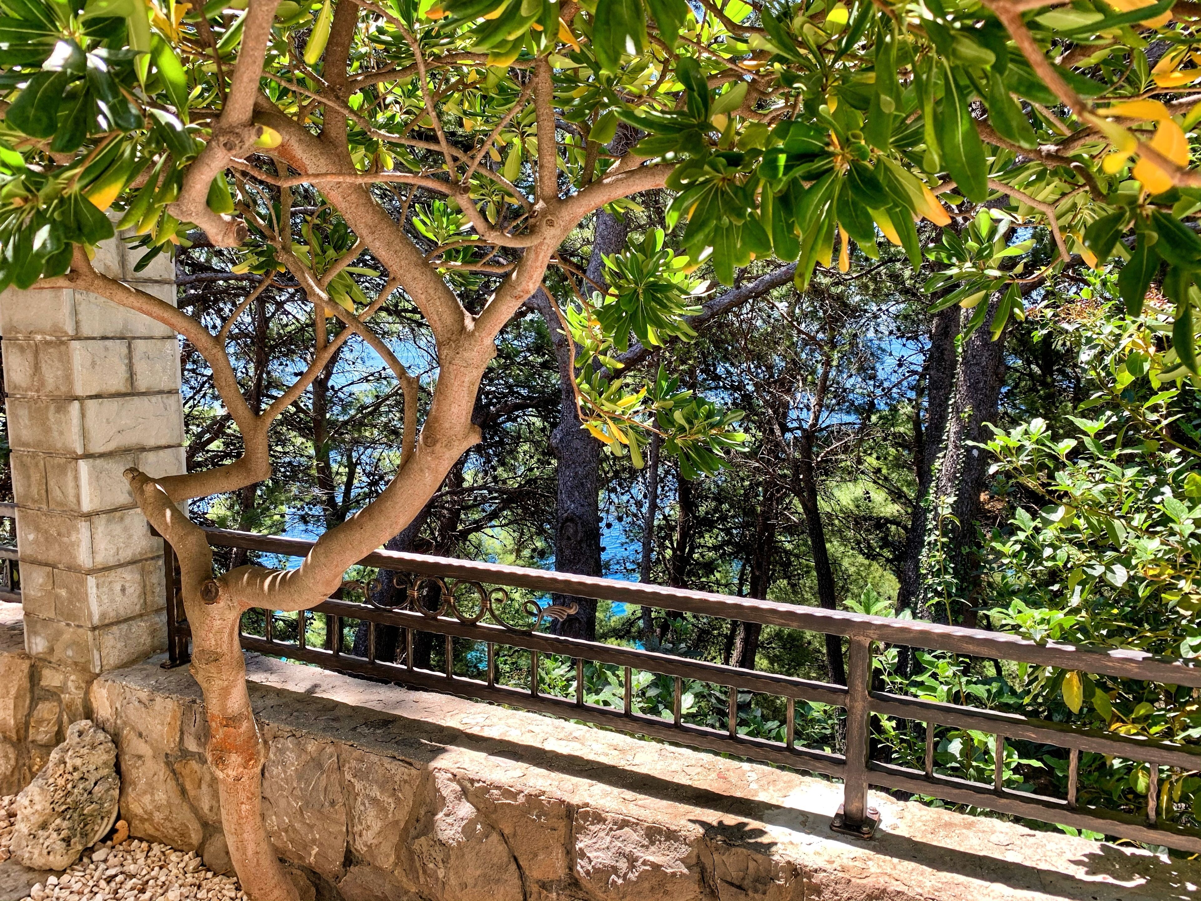 Un muro de piedra con barandilla de metal, un árbol con hojas verdes y una vista de bosque denso al fondo.