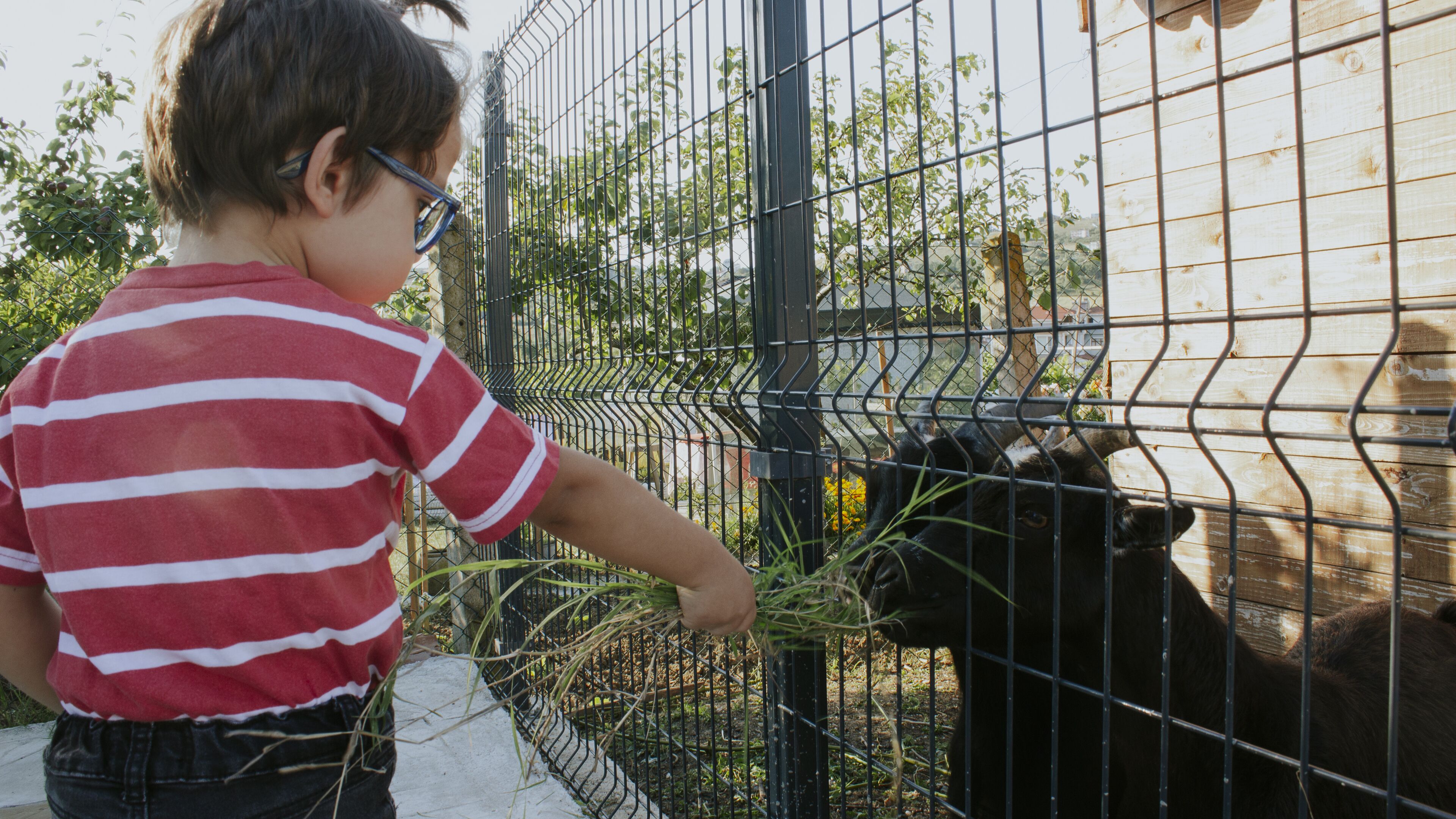 Un niño alimenta a una cabra a través de una cerca de metal en un zoológico.