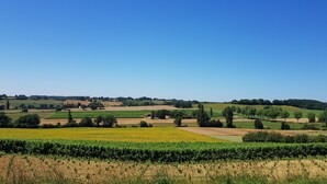 Paesaggio di un vigneto con dolci colline e campi.