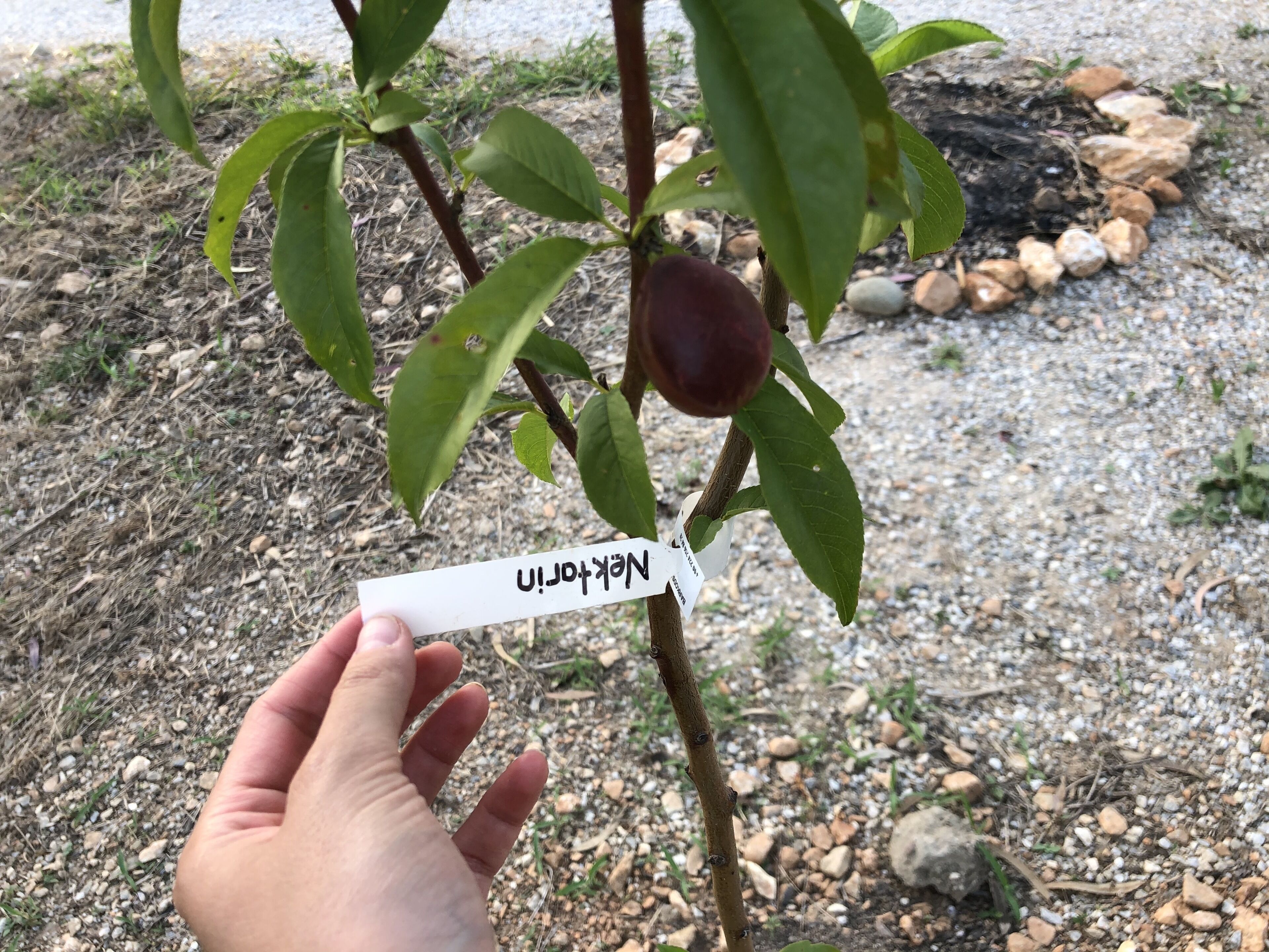 A hand holding a tag with a name on a plant with green leaves and a dark fruit.