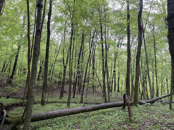 Un bosque tupido con árboles altos y un tronco caído en primer plano.