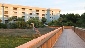 A bird on a wooden boardwalk with a building in the background. - Beach Access Villa with Indoor & Outdoor Pools - Private Balcony - Updated (Hilton Head Island)