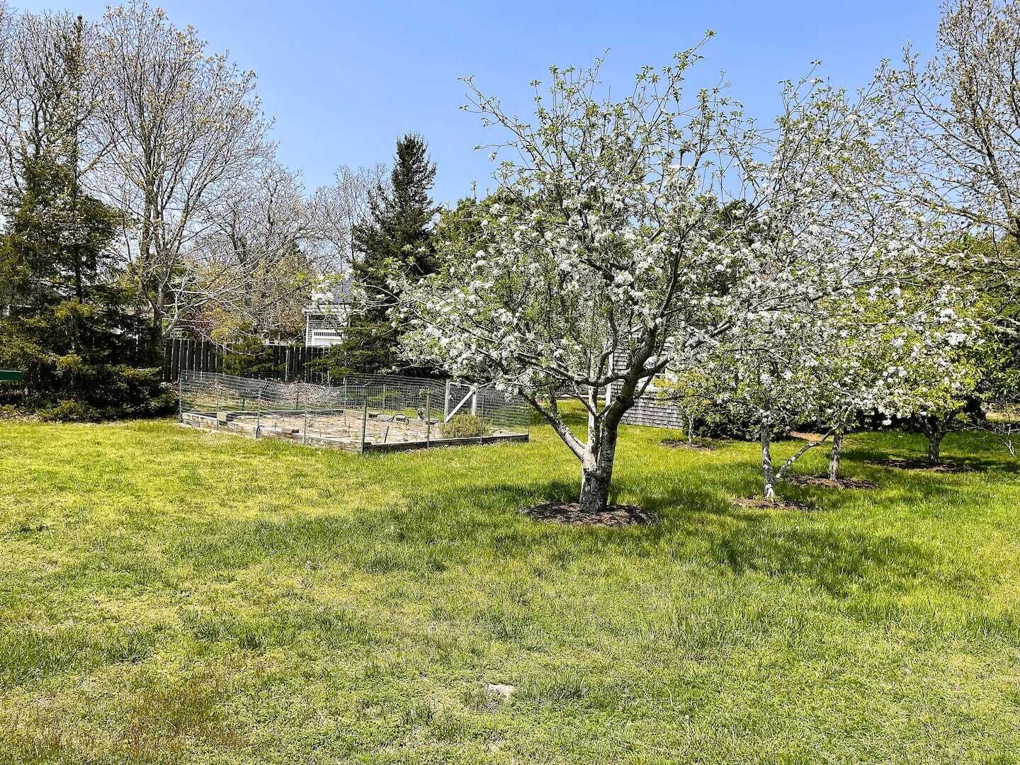 A park with a grassy area, a tree with white blossoms, and a fenced structure in the background.