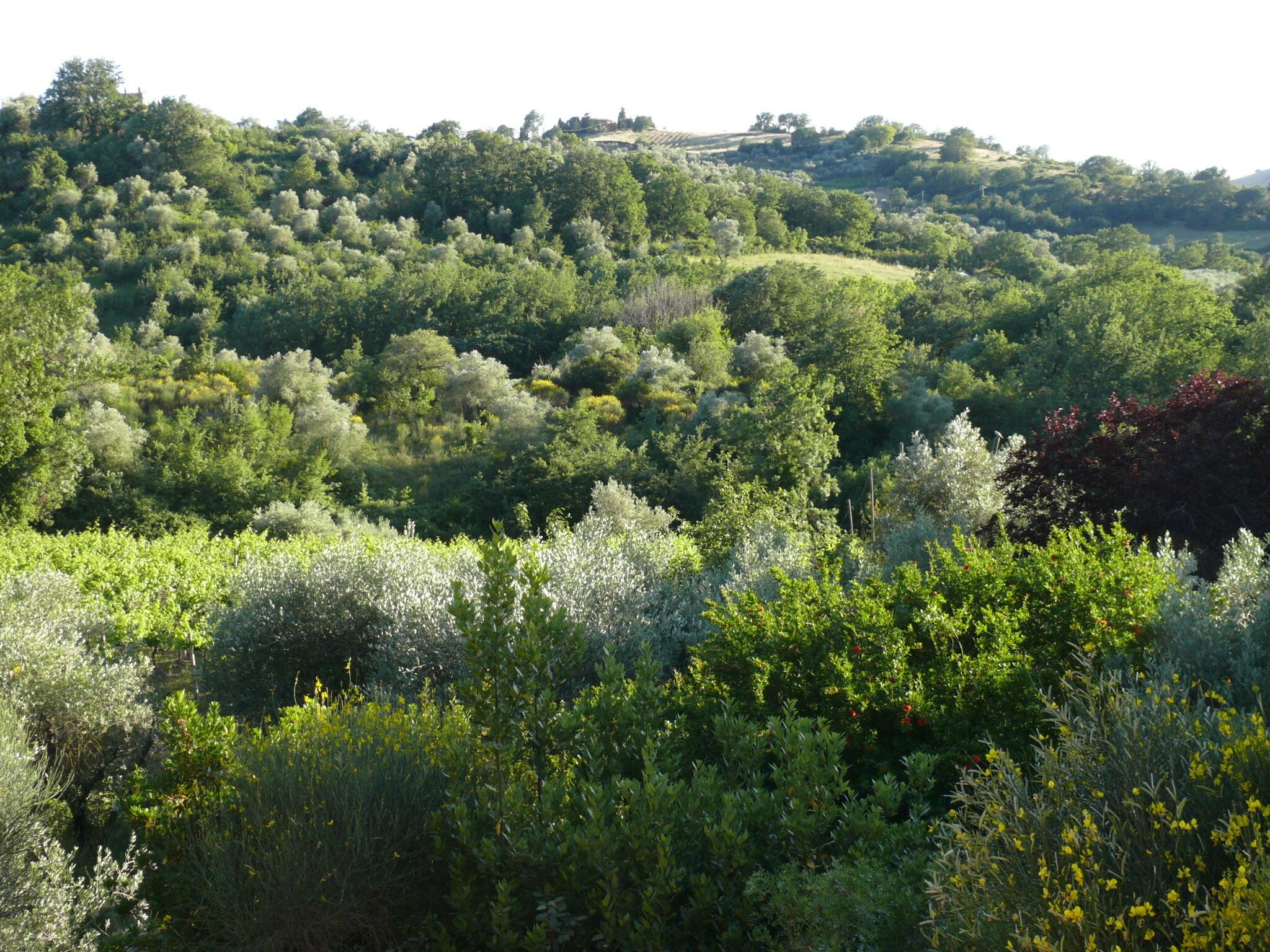 Üppige, grüne Landschaft mit dichter Vegetation und sanften Hügeln.