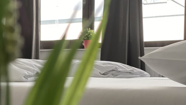 Habitació d'hotel amb llit, finestra i una planta en test.