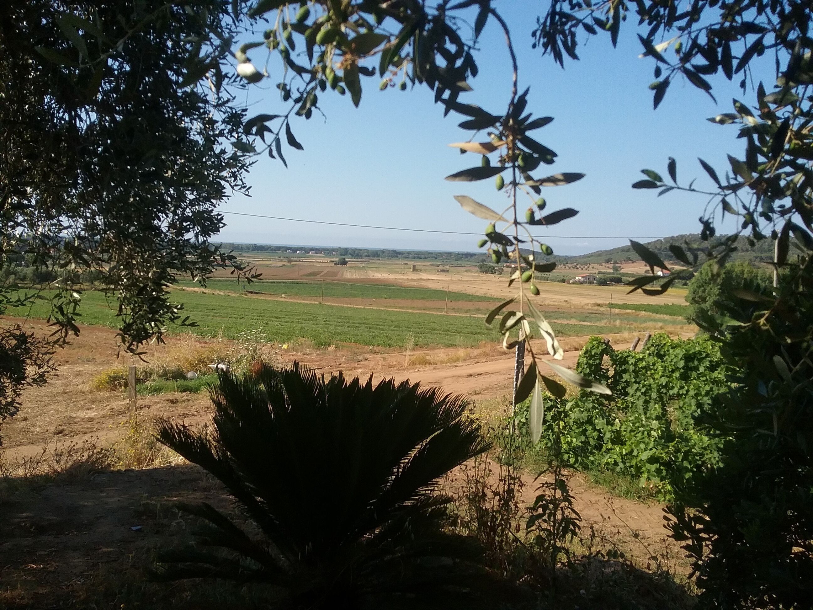 Un paysage rural avec des champs, un chemin de terre et un grand arbre au premier plan.