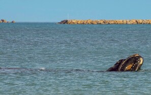 A whale in the ocean with a rocky shoreline in the background.