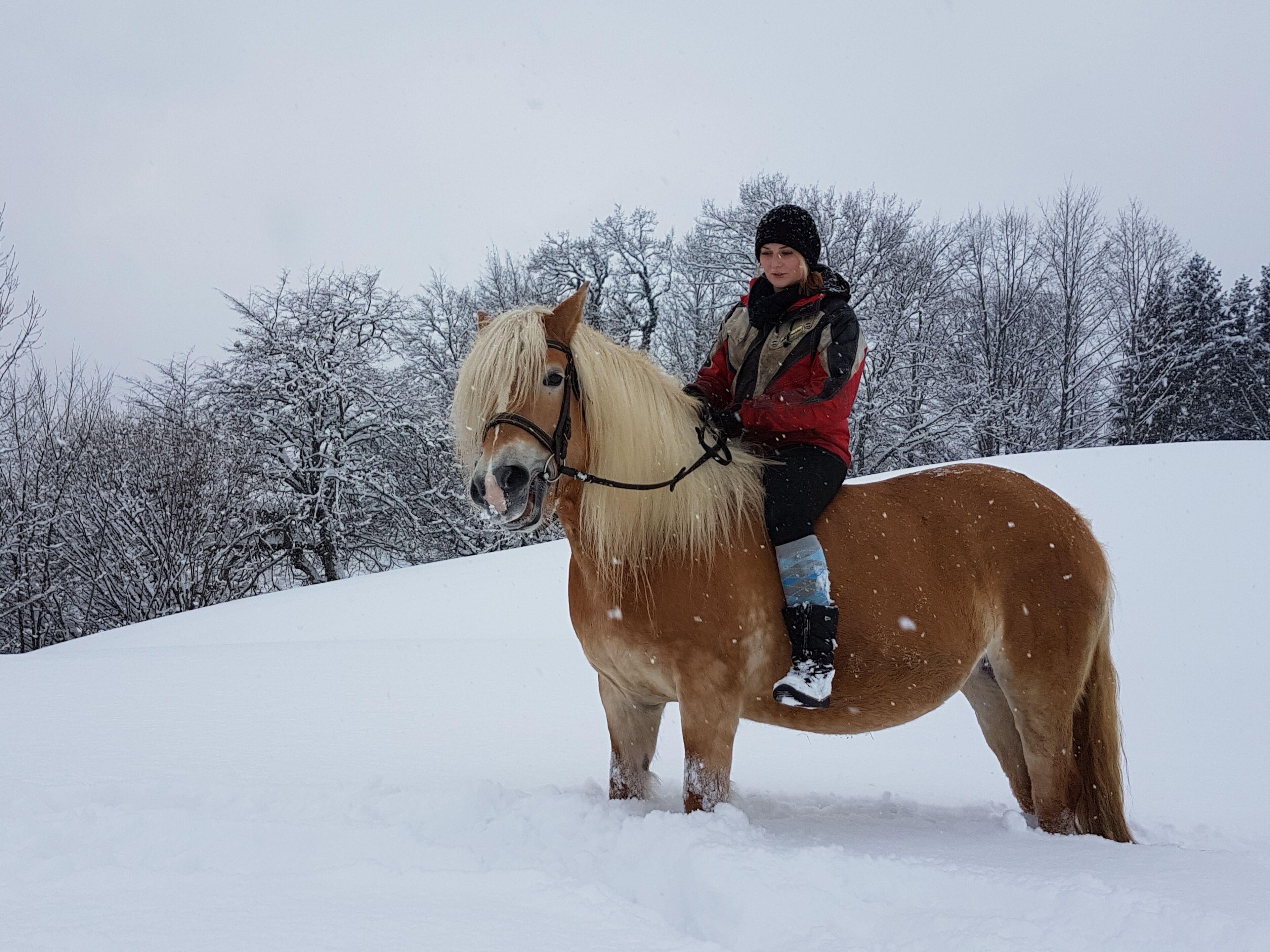 A person riding a horse on a snow-covered hill with bare trees in the background.