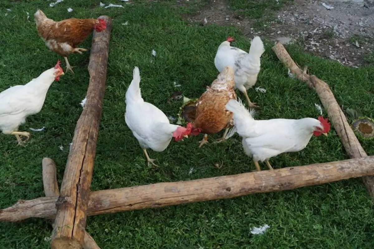 Foto - Bio-Bauernhof Reiterhof