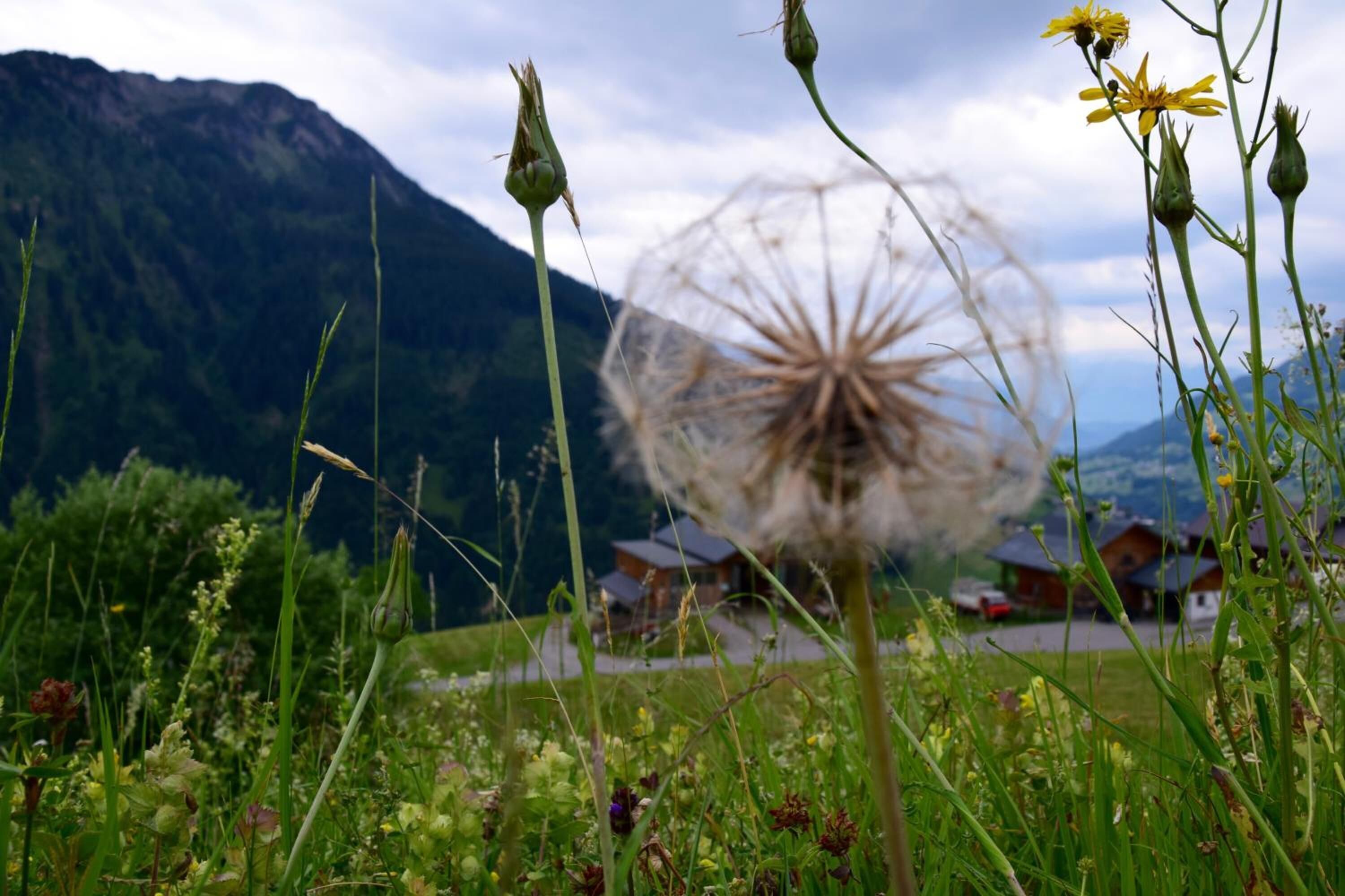 A dandelion in a field with houses and mountains in the background.