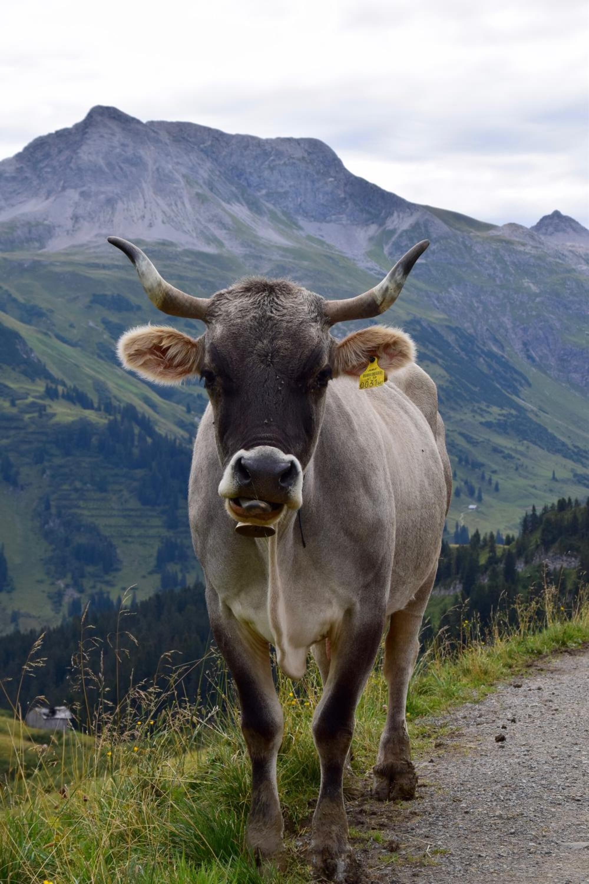 A cow with large horns standing on a path with a mountainous landscape in the background.