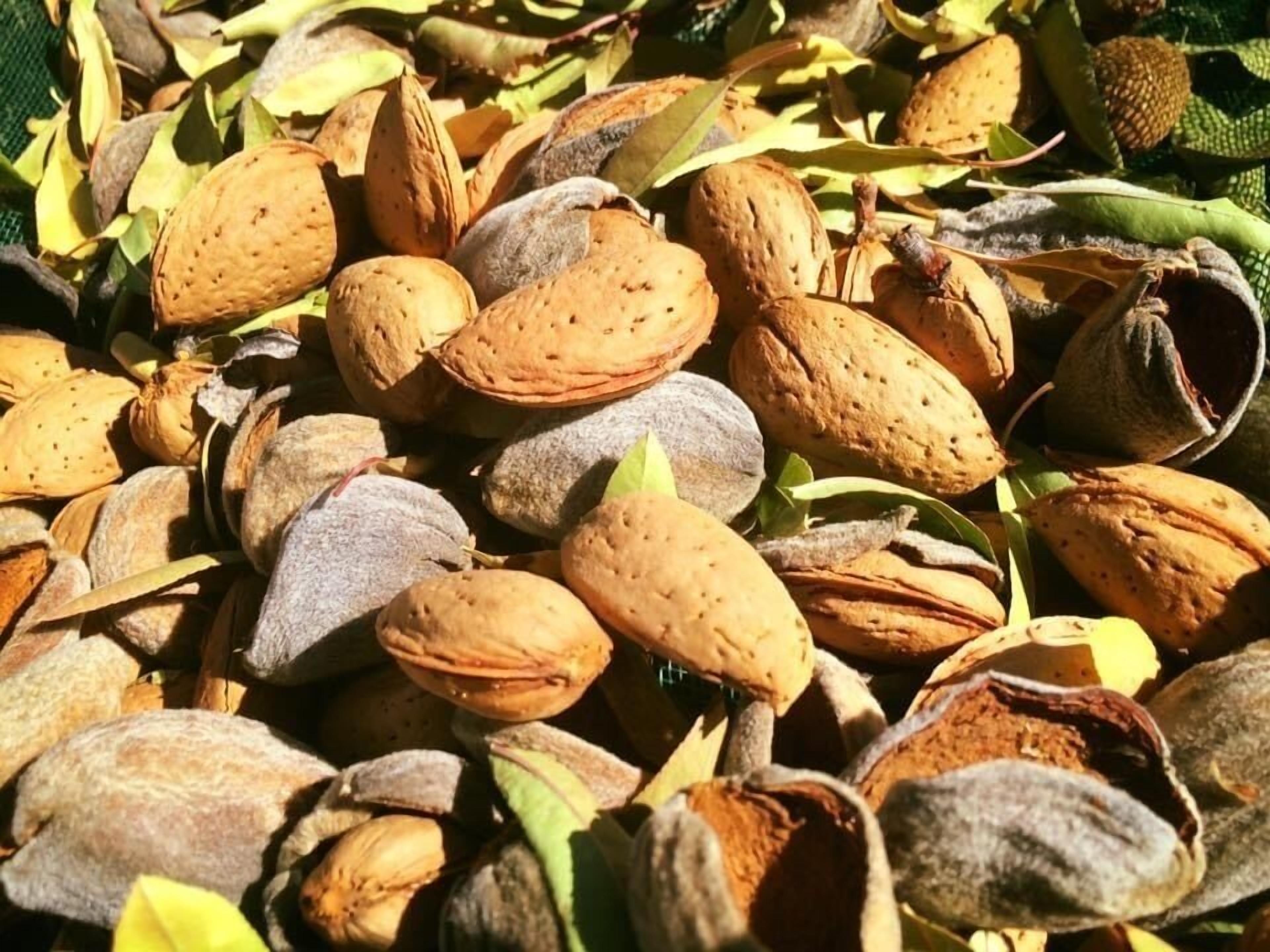 Un mucchio di mandorle e qualche foglia verde.