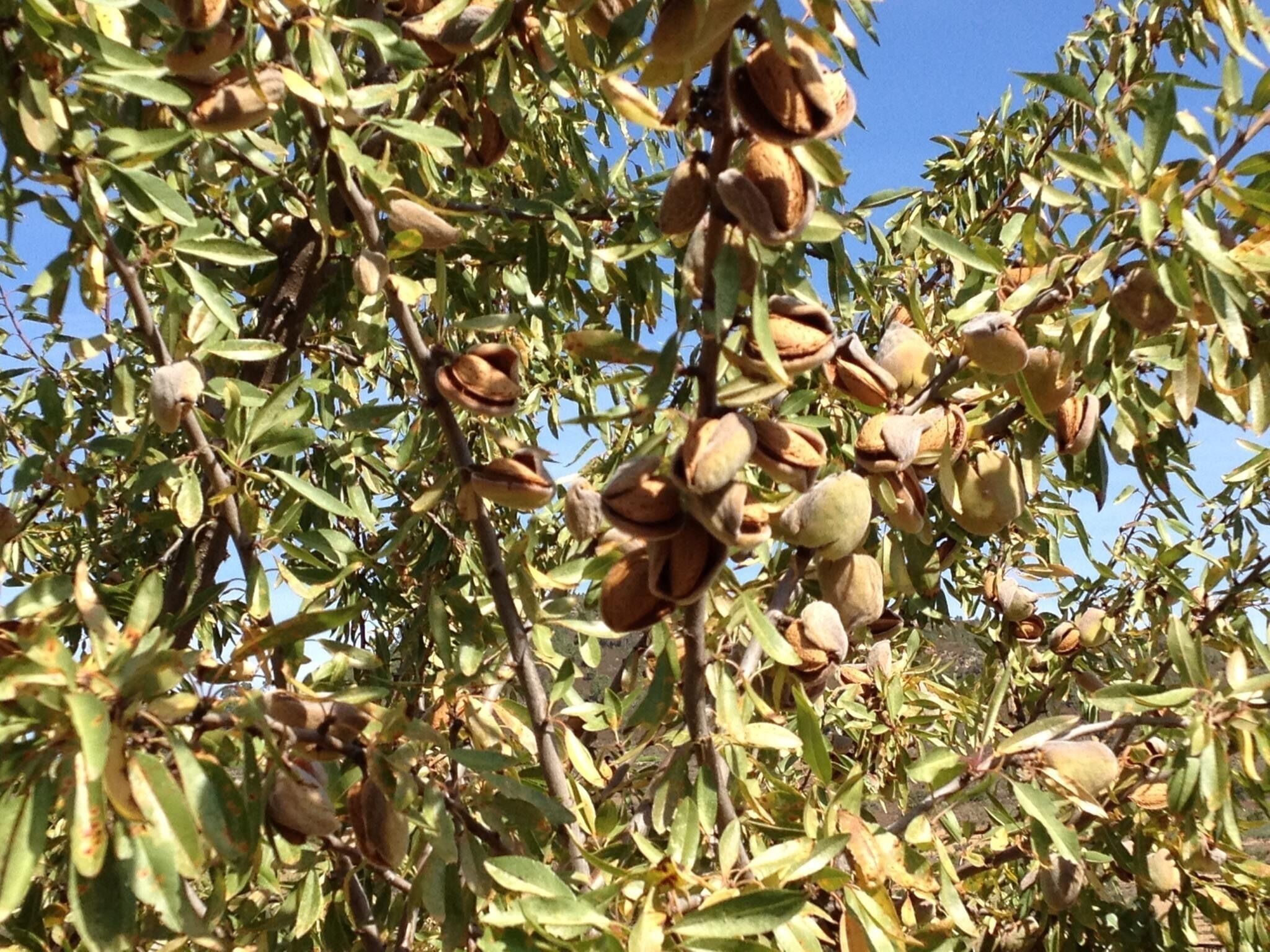 Un árbol con numerosas vainas colgando de sus ramas.