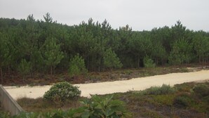 A sandy path leading through a dense forest of pine trees. - Between Nazareth and S. Pedro de Moel (Pataias)