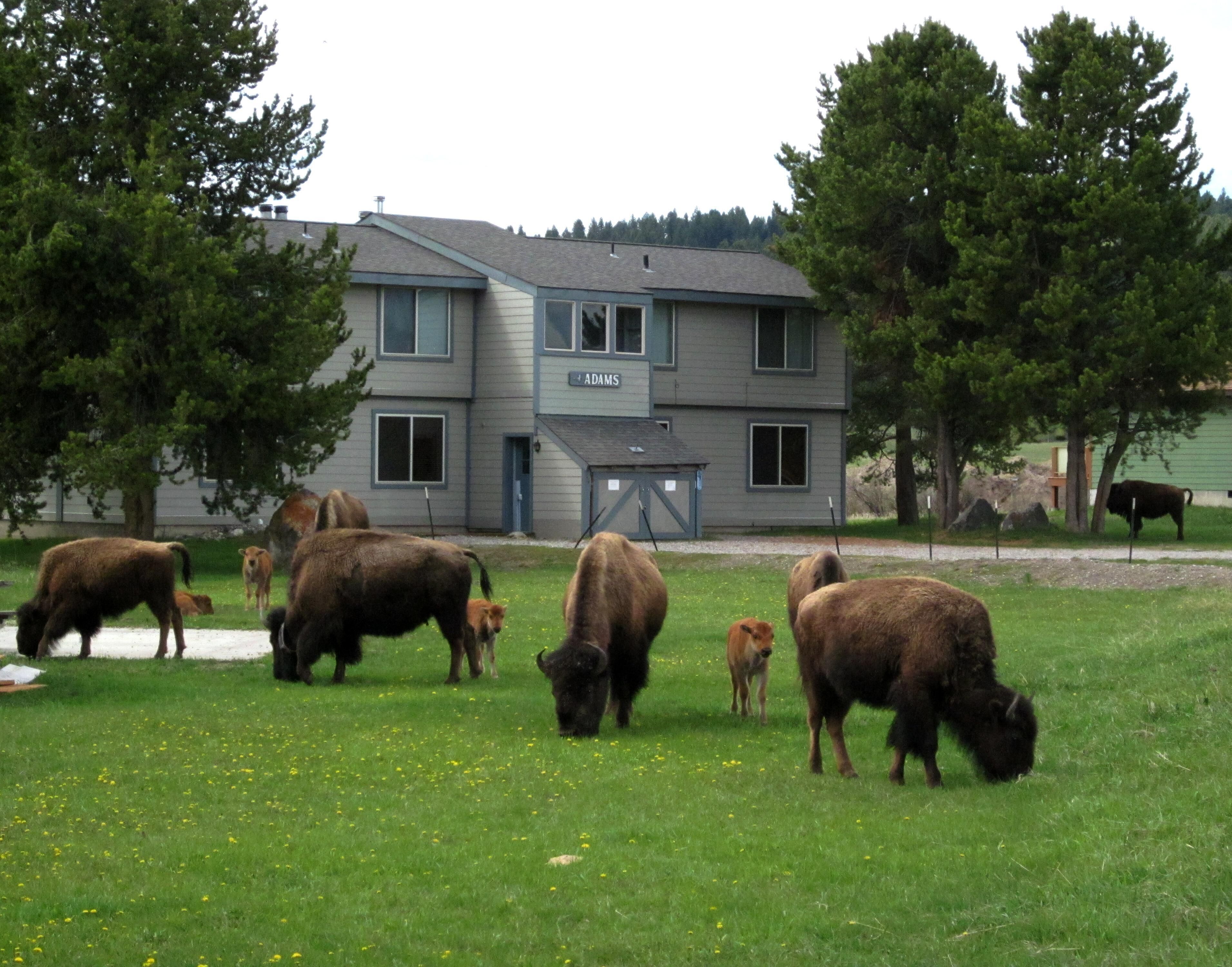 A building labeled "Adams" with a grassy field in front.