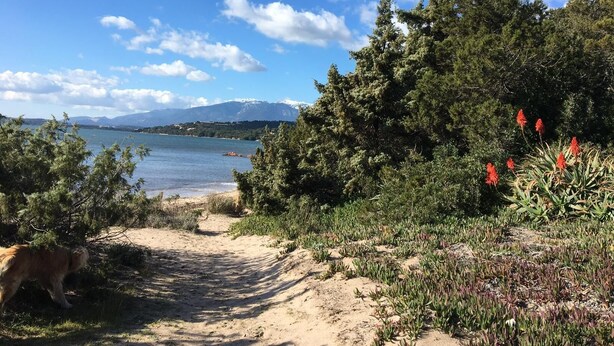 Un sendero costero con una playa arenosa, abundante vegetación y vistas a un lago y montañas a lo lejos.