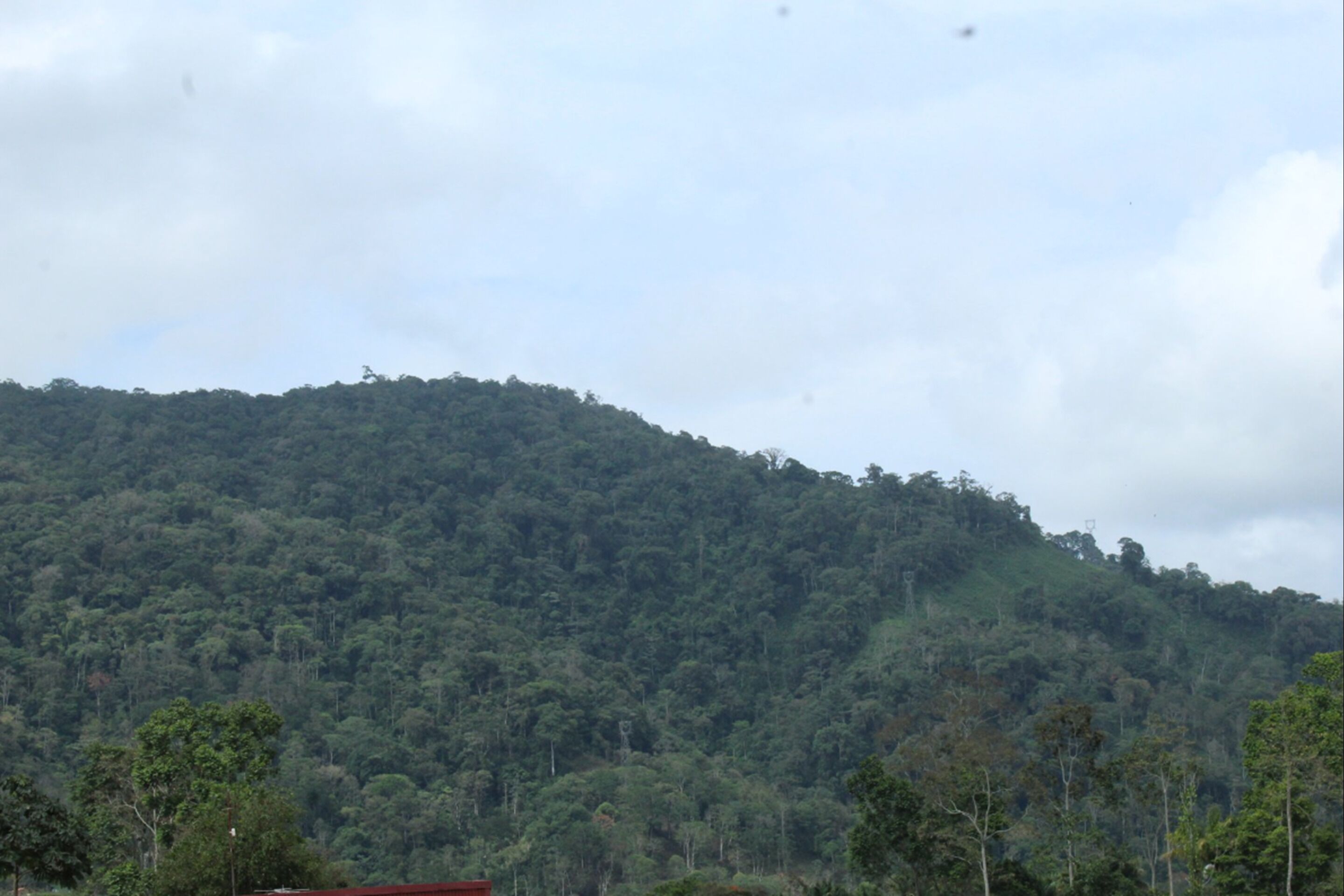 A mountainous landscape with dense forest.