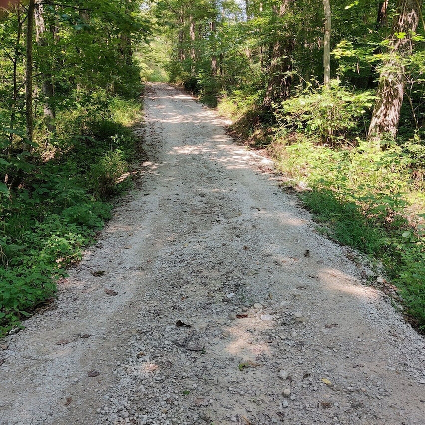 Ein schottriger Weg, umgeben von dichtem Grün und Bäumen.