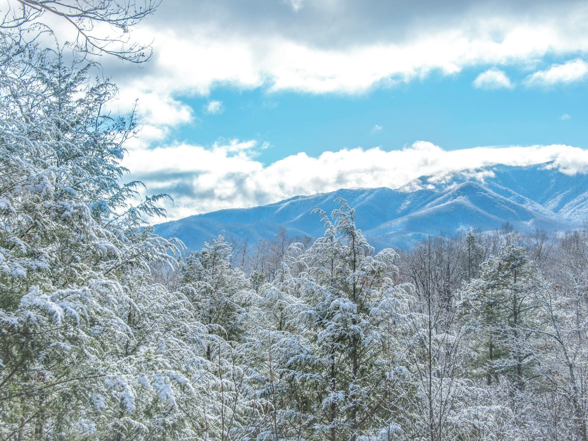 Une forêt enneigée avec des montagnes en arrière-plan.