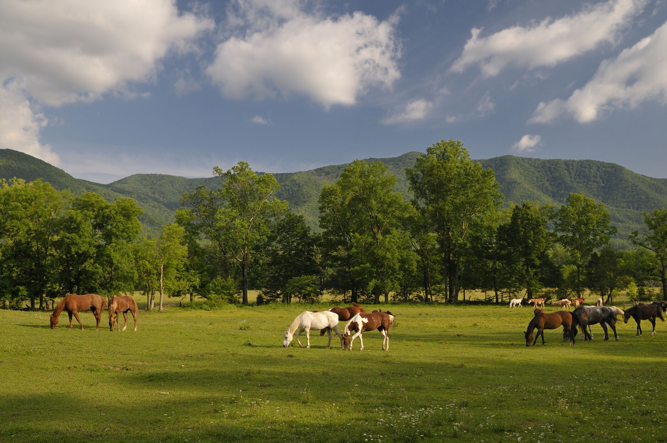 A grassy field with horses grazing, surrounded by trees and mountains under a partly cloudy sky.