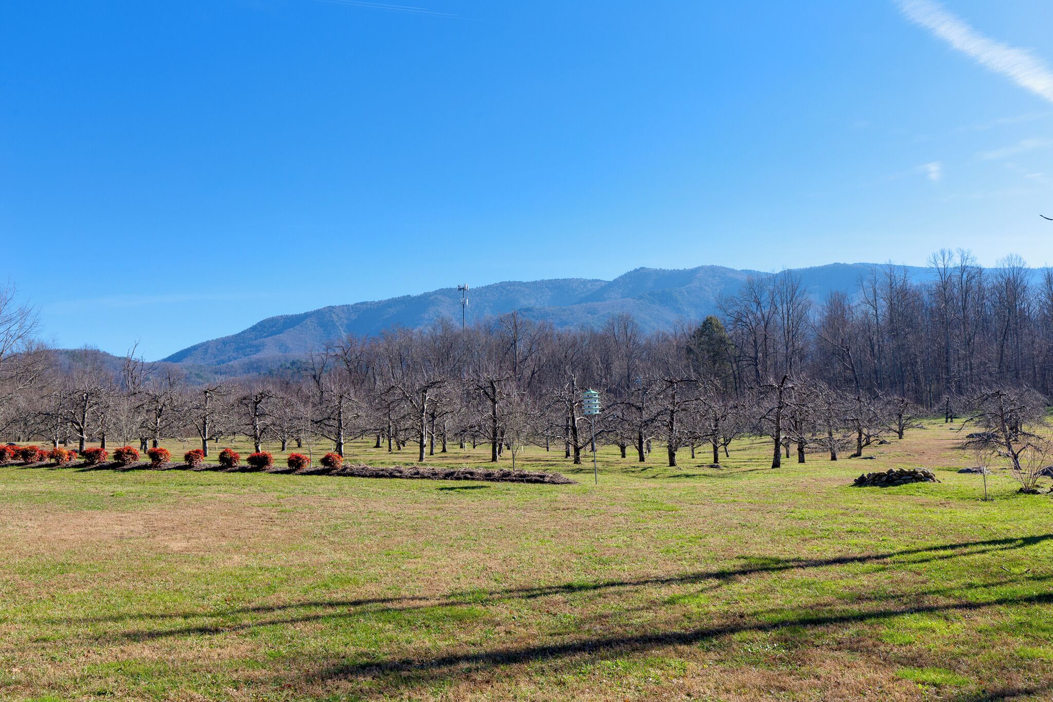 A grassy field with trees and a mountain in the background.