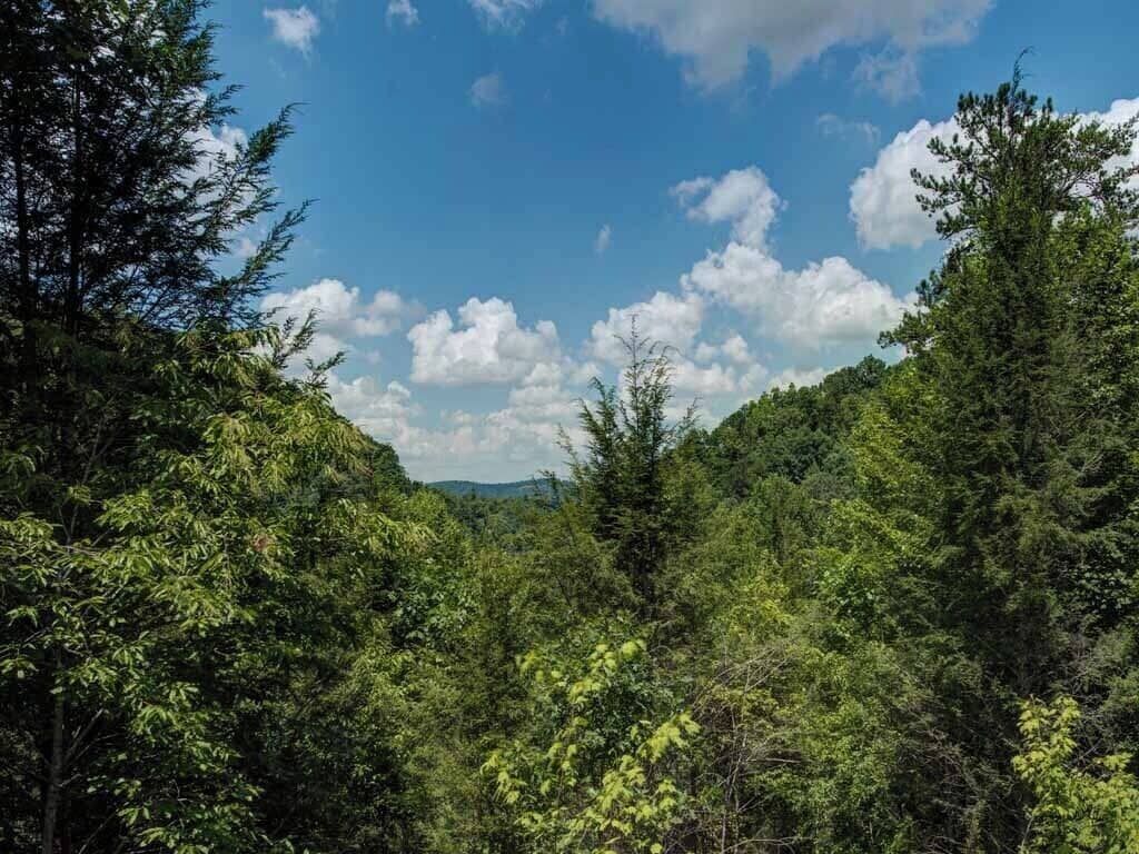 A dense forest with a clear sky.