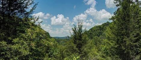 A dense forest with a clear sky.