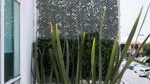 A potted plant with long green leaves and white flowers in a brown pot, placed against a white wall next to a window. - 2 Bed in the heart of Cholula with views to the Pyramid and the (San Andrés Cholula)