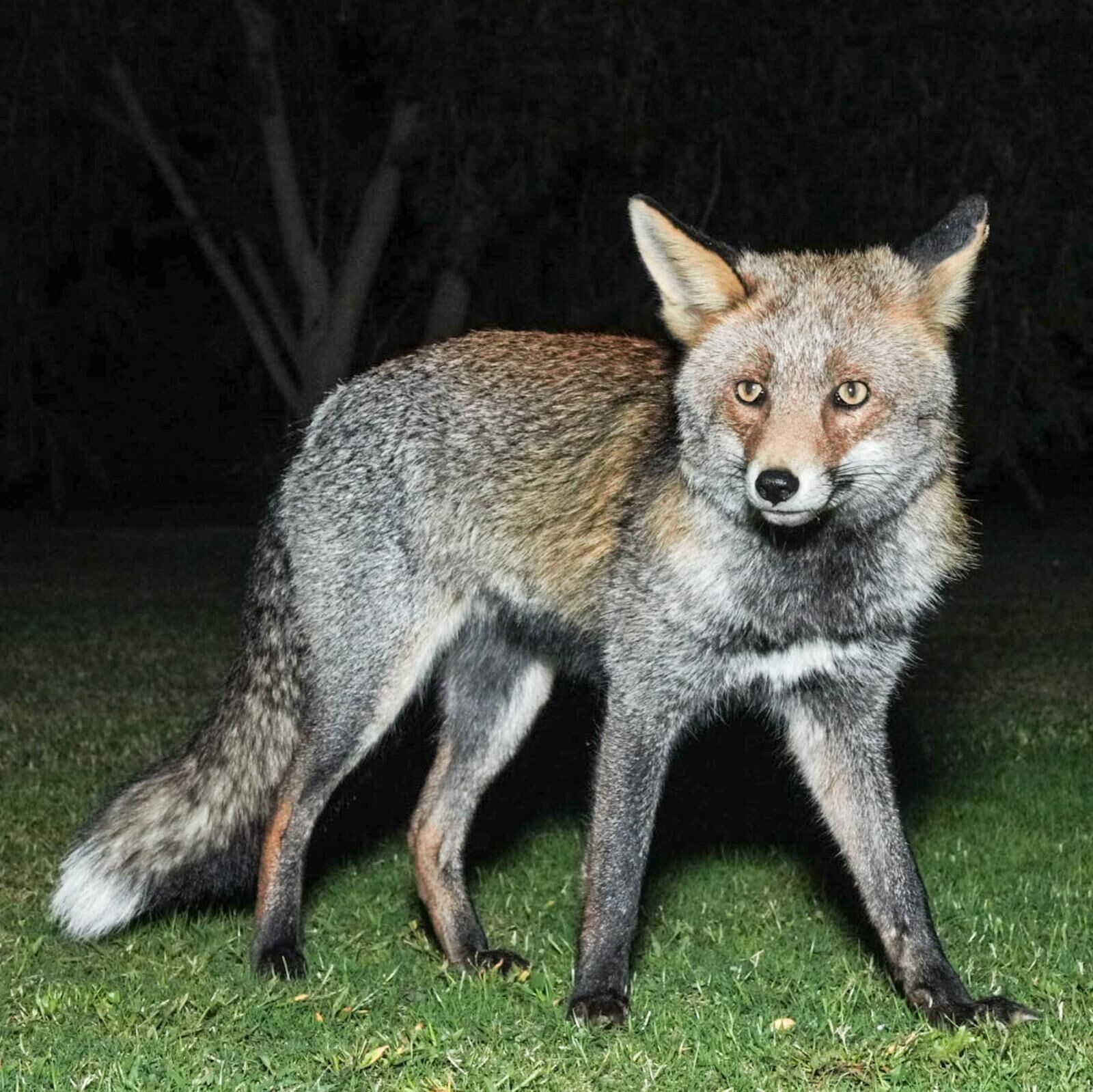 A fox standing on grass with a dark background.