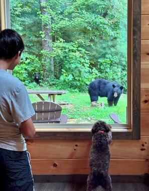 A person and a dog looking out of a window at a bear in a forested area.